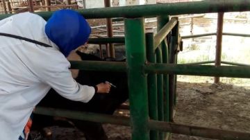 فحص 3 آلاف رأس ماشية ضد البروسيلا والسل البقري بالشرقية