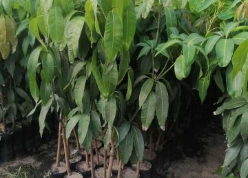 كيف تزرع شجرة مانجو فى حديقة منزلك؟ (تفاصيل) كيف تزرع شجرة مانجو فى حديقة منزلك؟ (تفاصيل)