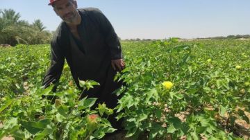 أول تجربة للزراعة.. جني القطن المصري في سيناء خلال شهرين أول تجربة للزراعة.. جني القطن المصري في سيناء خلال شهرين