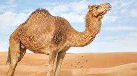 هل يجب الوضوء عند أكل لحم الإبل؟ الإفتاء تجيب