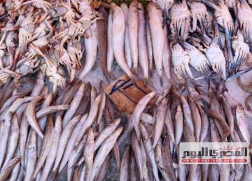 الجمبري يبدأ من 500 جنيه.. سعر البوري والبلطي بسوق العبور اليوم الخميس