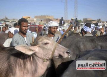  بيطري الدقهلية : الانتهاء من تجهيز 24 مجزرا لاستقبال الأضاحي ومنع إجازات الأطباء