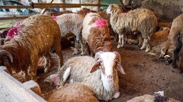 عيدك في خطر.. نحر الأضاحي في الشوارع يقودك إلى السجن