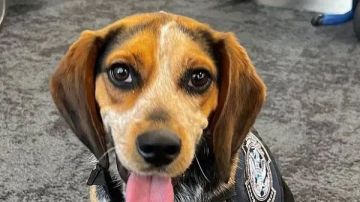 طار في الهواء.. ترحيل مصري بعد لحظات من وصوله بسبب ركله كلب جمارك أمريكي صور