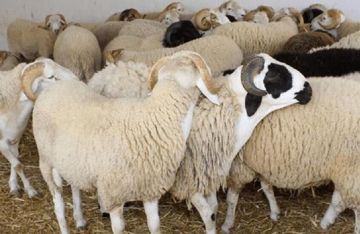 أسعار الأضاحي تشعل الجدل في الدول العربية.. الأضحية تساوي 3 براميل من النفط وباتت شعيرة ثقيلة مكلفة أسعار الأضاحي تشعل الجدل في الدول العربية.. الأضحية تساوي 3 براميل من النفط وباتت شعيرة ثقيلة مكلفة