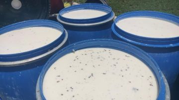 بني سويف .. ضبط 2050 لترا من اللبن غير الصالح للاستهلاك الآدمي بمركز ببا بني سويف .. ضبط 2050 لترا من اللبن غير الصالح للاستهلاك الآدمي بمركز ببا