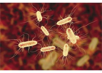 تصيب نصف سكان الأرض وتؤدي لـ سرطان المعدة.. طرق الوقاية من جرثومة المعدة تصيب نصف سكان الأرض وتؤدي لـ سرطان المعدة.. طرق الوقاية من جرثومة المعدة