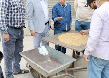 منذ بداية موسم الحصاد.. 565 ألف طن قمح تدخل شون وصوامع الوادي الجديد