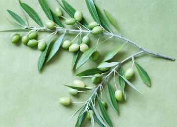  أوراق الزيتون .. مكمل طبيعي يساعد في خفض سكر الدم وتحسين حساسية الإنسولين