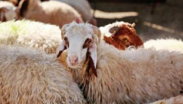 الأوقاف تبدأ توزيع لحوم صكوك الأضاحي.. الخميس القادم الأوقاف تبدأ توزيع لحوم صكوك الأضاحي.. الخميس القادم