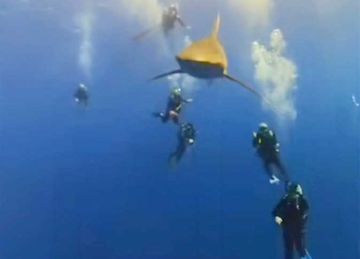 القصة الكاملة لاستئناف برنامج رصد وتتبع سلوك وتحركات أسماك القرش في البحر الأحمر بالأقمار الصناعية