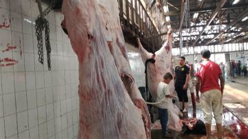 الزراعة: ذبح أكثر من 20 ألف أضحية بالمجازر خلال أول يومين لعيد الأضحى