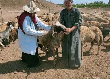 تحصين وعلاج 138 ألف رأس ماشية وأغنام وطيور ضد الجدري والحمى بالدقهلية تحصين وعلاج 138 ألف رأس ماشية وأغنام وطيور ضد الجدري والحمى بالدقهلية