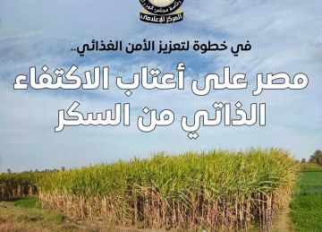 المركز الإعلامي لمجلس الوزراء: مصر على أعتاب الاكتفاء الذاتي من السكر