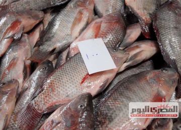 سعر السمك البلطي والمرجان والجمبري بالأسواق اليوم الثلاثاء 17 يونيو 2025 سعر السمك البلطي والمرجان والجمبري بالأسواق اليوم الثلاثاء 17 يونيو 2025