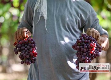  موسم حصاد العنب مزيج من الجمال والتقاليد التراثية (صور)