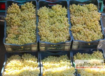 اسعار الفاكهة اليوم الأحد 15 يونيو 2025 في أسواق الأقصر اسعار الفاكهة اليوم الأحد 15 يونيو 2025 في أسواق الأقصر