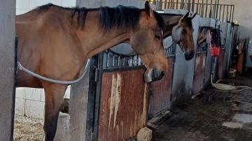 الزراعة تواصل حملات التقصي ومتابعة صحة الخيول وأسواق الماشية في 3 محافظات