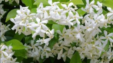  البحوث الزراعية : مصر تحتل مكانة عالمية متميزة في إنتاج نبات وزهور الياسمين