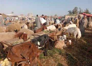 قبل عيد الأضحى 2025 .. أسعار الماعز والضأن في أسواق الشرقية قبل عيد الأضحى 2025 .. أسعار الماعز والضأن في أسواق الشرقية