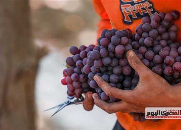 منهم مرضى القولون العصبي.. 5 فئات ممنوعة من تناول العنب