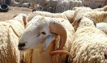 الأزهر للفتوى يوضح شروط صحة الأضحية لتتجنب عيوبها الأزهر للفتوى يوضح شروط صحة الأضحية لتتجنب عيوبها