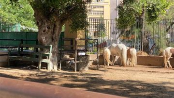 الزراعة: حدائق الحيوان والأسماك استقبلت أكثر من 38 ألف زائر خلال عيد الأضحى