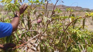 رئيس مدينة القصير يتفقد مزرعة القويح النموذجية لمتابعة الإنتاج الزراعي