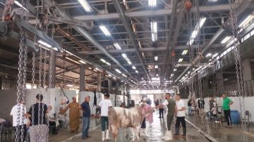 الزراعة: المجازر الحكومية استقبلت أكثر من 20 ألف أضحية بأول يومين لعيد الأضحى