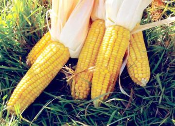 تقلل الكوليسترول وتدعم صحة القلب.. 6 فوائد غير متوقعة للذرة المشوية