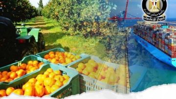 مصر تصدر 4.8 مليون طن منتجات زراعية منذ بداية العام مصر تصدر 4.8 مليون طن منتجات زراعية منذ بداية العام