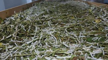 لتوفير فرص عمل للشباب.. إنشاء أول مركز لإنتاج الحرير الطبيعي في الوادي الجديد.. وعقد دورات تدريبية لشباب الخريجين وصغار المزارعين