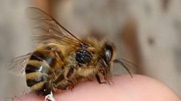 حقيقة انتشار سلالة نحل جديدة في محافظات القناة حقيقة انتشار سلالة نحل جديدة في محافظات القناة