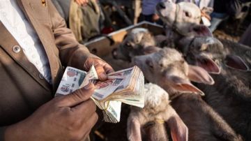 صندوق التأمين على الماشية يذبح 450 أضحية لمؤسسات المجتمع المدني