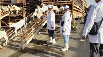 وزير الزراعة يتابع أعمال البعثة البيطرية المصرية للإشراف على الهدي والأضاحي بالسعودية