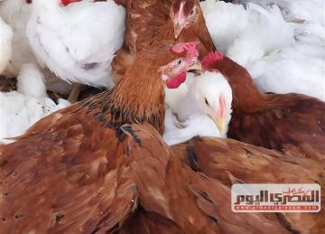 أسعار الدواجن البيضاء وكرتونة البيض اليوم الأربعاء في دمياط