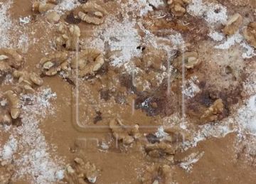  فطيرة بالقرفة .. استقبال خاص من صناع الحلويات في دمياط لزوار رأس البر