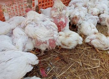 بكام الفراخ البيضاء؟.. أسعار الدواجن والبيض في بورصة وأسواق الشرقية اليوم الأحد 1 يونيو 2025