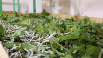 محافظ الوادي الجديد: إنشاء أول مركز لإنتاج الحرير الطبيعي وزراعة 31 ألف شجرة توت محافظ الوادي الجديد: إنشاء أول مركز لإنتاج الحرير الطبيعي وزراعة 31 ألف شجرة توت