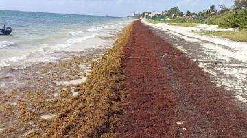 رائحة كريهة.. موجة طحالب بحرية سامة تتجه نحو هذه الشواطئ ما القصة؟