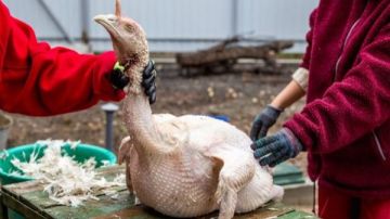 عيد الأضحى بلا أضحية في المغرب المغاربة يتأقلمون .. والديك الرومي خير بديل.. القصة الكاملة