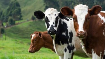 كيفية تقسيم وتوزيع لحم الأضحية على الأقارب والفقراء