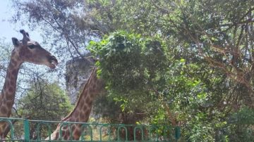 بخطة شاملة.. كيف استعدت حدائق الحيوان لاستقبال عيد الأضحى؟