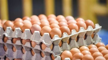 شعبة البيض تؤكد استقرار الأسعار: الأبيض بـ125.75 جنيه والأحمر بـ130.75 للطبق