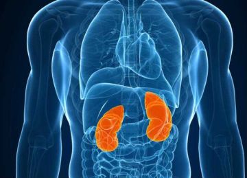 منها البطيخ والليمون ..5 أطعمة تنقي الكليتين من السموم منها البطيخ والليمون ..5 أطعمة تنقي الكليتين من السموم