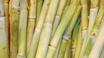 برلماني: صناعة السكر ركيزة أساسية لدعم الزراعة المصرية