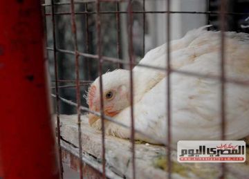 هبوط جديد في سعر الفراخ البيضاء.. أسعار الدواجن اليوم الجمعة 27-6-2025 للمستهلك هبوط جديد في سعر الفراخ البيضاء.. أسعار الدواجن اليوم الجمعة 27-6-2025 للمستهلك