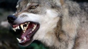 هاجمهم فى الشارع.. كلب مسعور يعقر 8 أشخاص بنطاق مدينة فرشوط بقنا