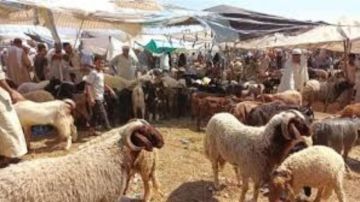  بيطري الدقهلية : 10 إجراءات لفحص الأضحية قبل الذبح