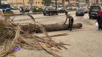 مصرع طفلة سقطت عليها نخلة في قرية بقنا